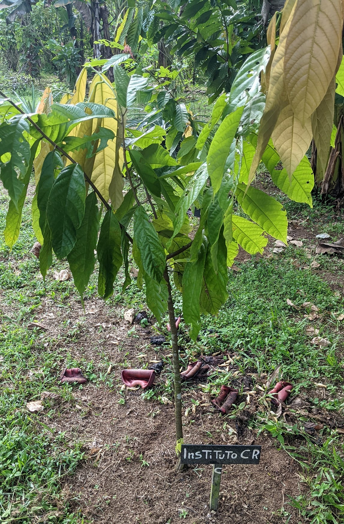 成長したカカオ