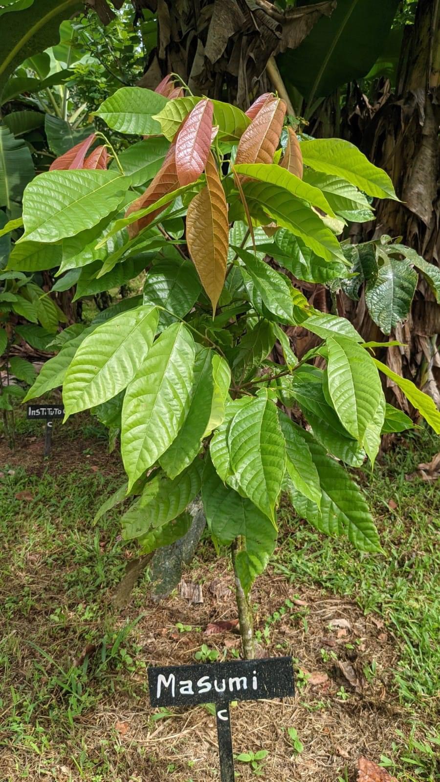 阿部さんが里親になっていたカカオの木
