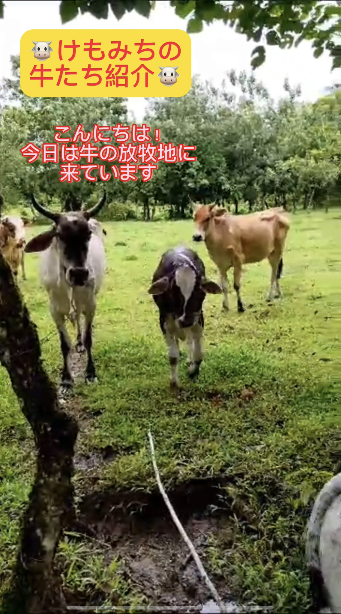 けもみちに暮らす牛さんたち