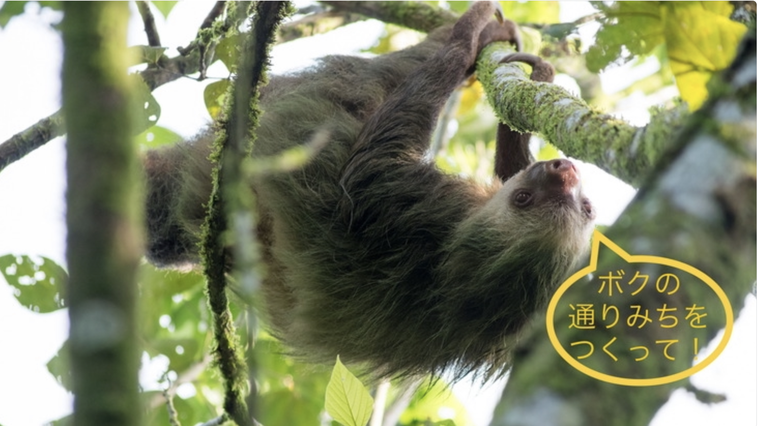 なまけものの通りみち 農園