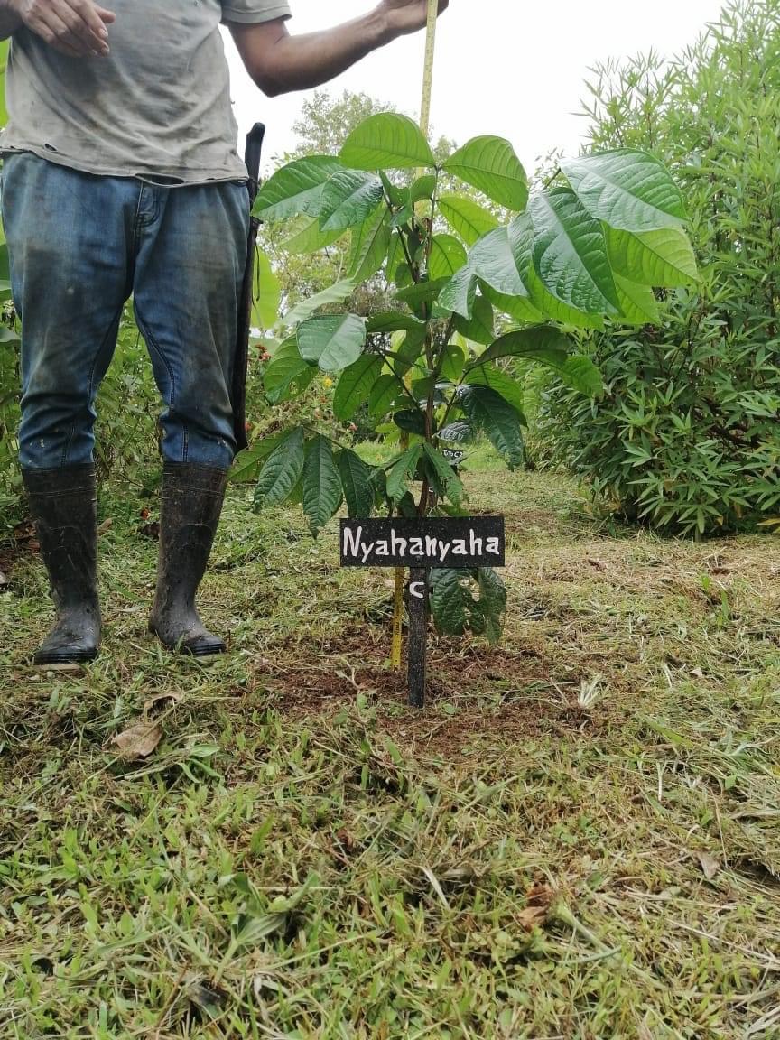 順調に育つカカオの木