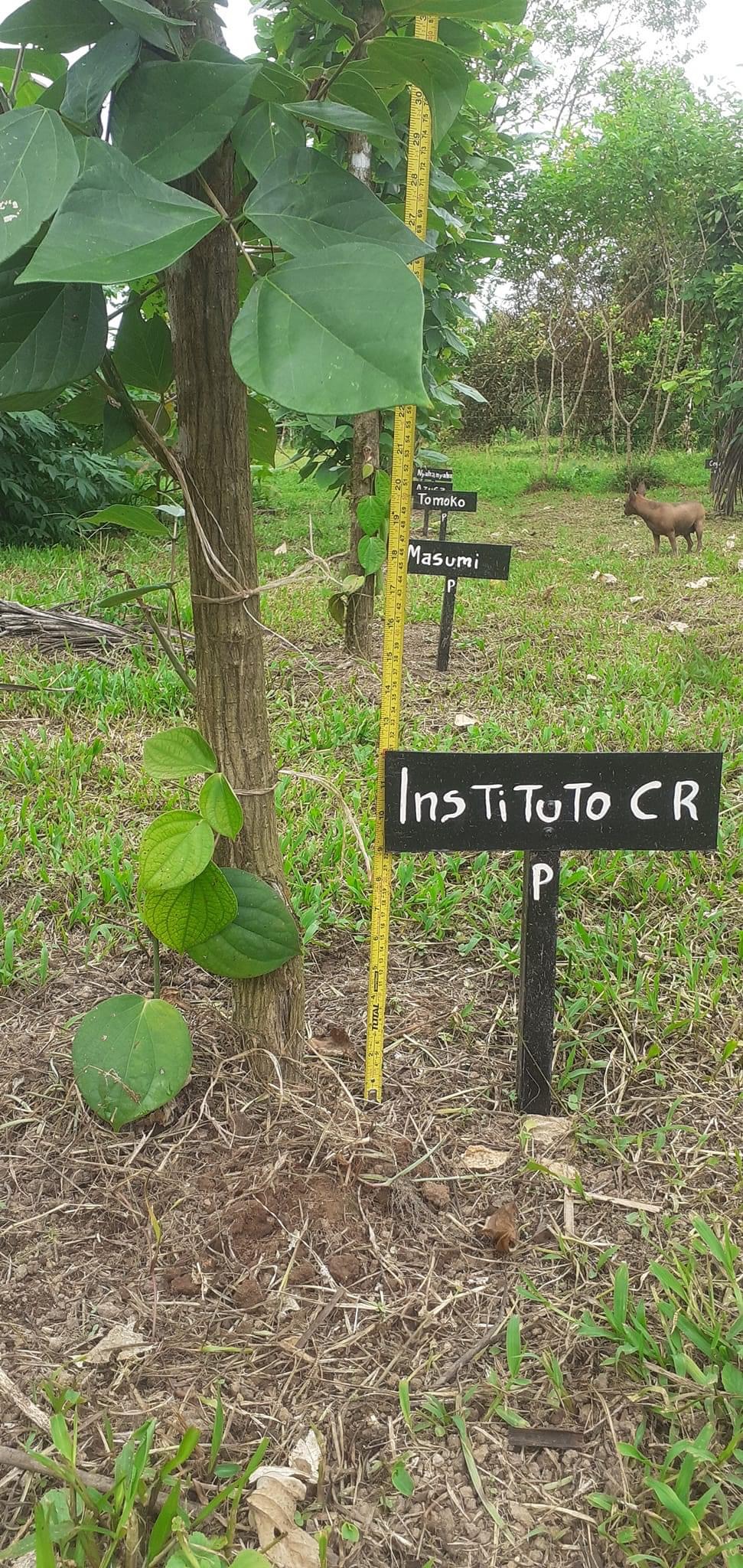 ２月に植えたコショウの列