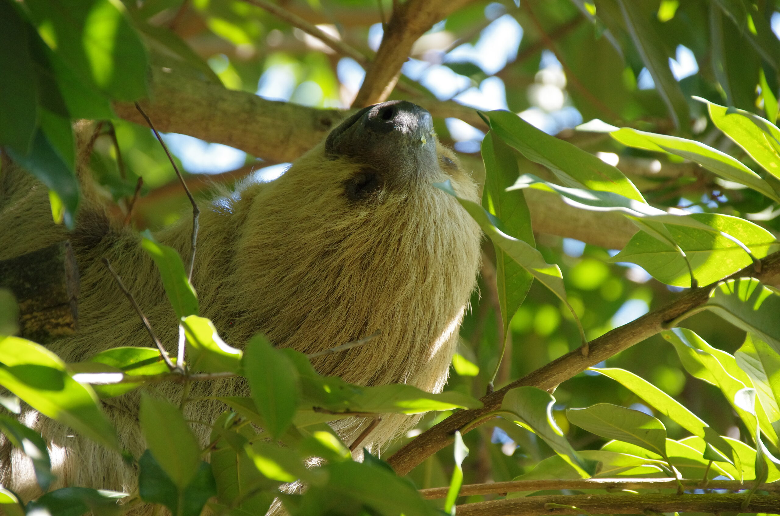 大牟田市動物園のナマケモノ