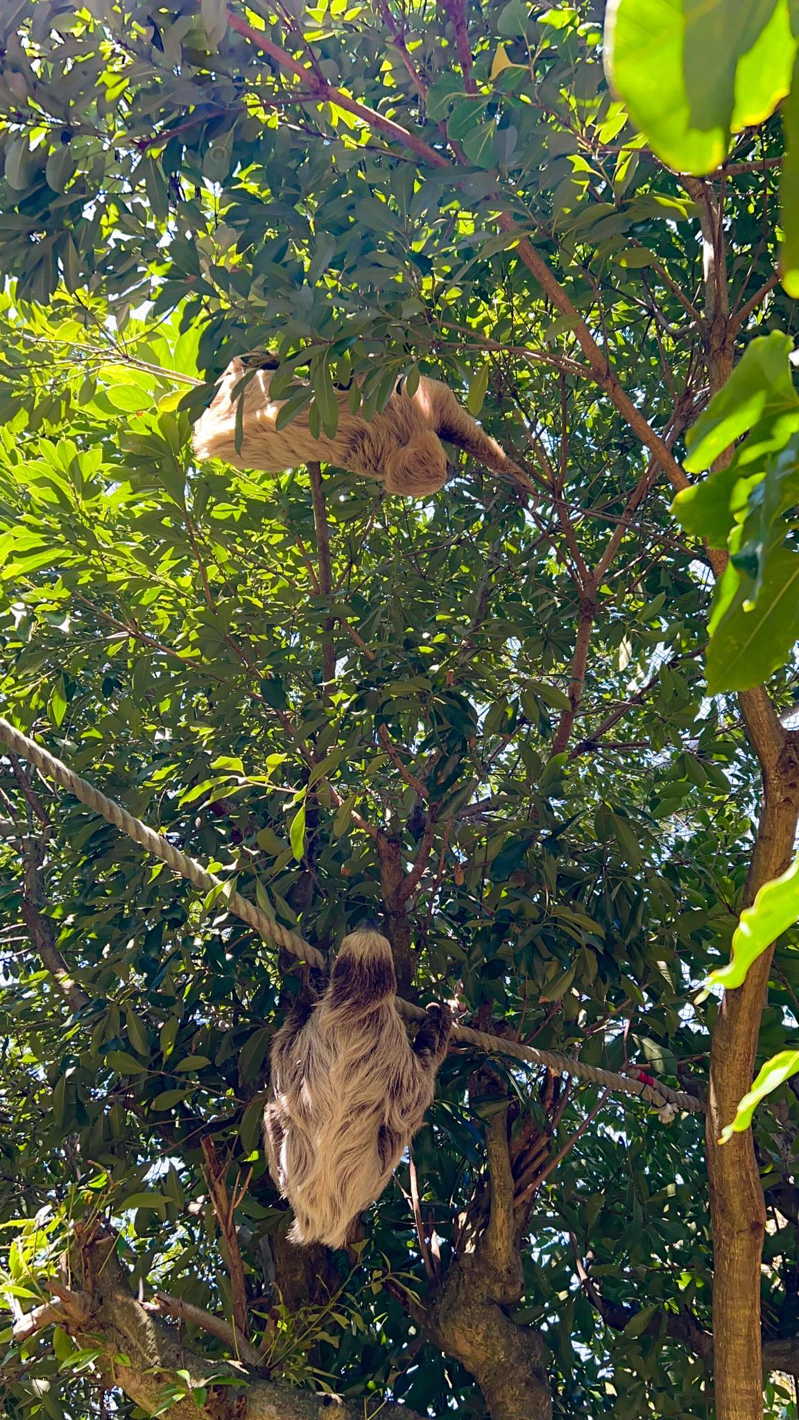 ナマケモノの観察